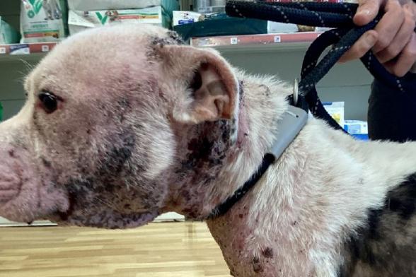 Dog 'put to sleep' in cruelty case