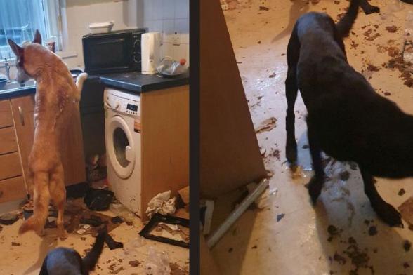 Portadown man banned for cruelty to dogs