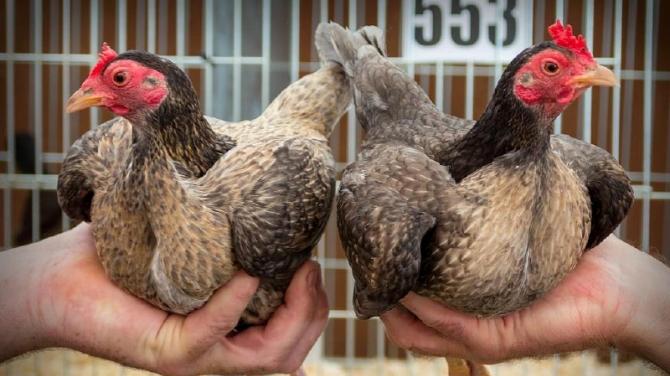 All you need to know about Armagh County Agriculture Show