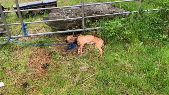 Dog 'left to die' at the roadside near Keady
