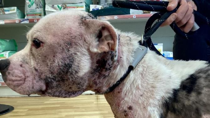 Dog 'put to sleep' in cruelty case