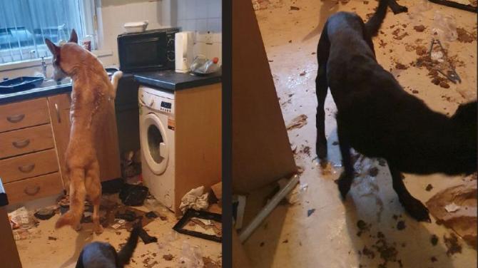 Portadown man banned for cruelty to dogs